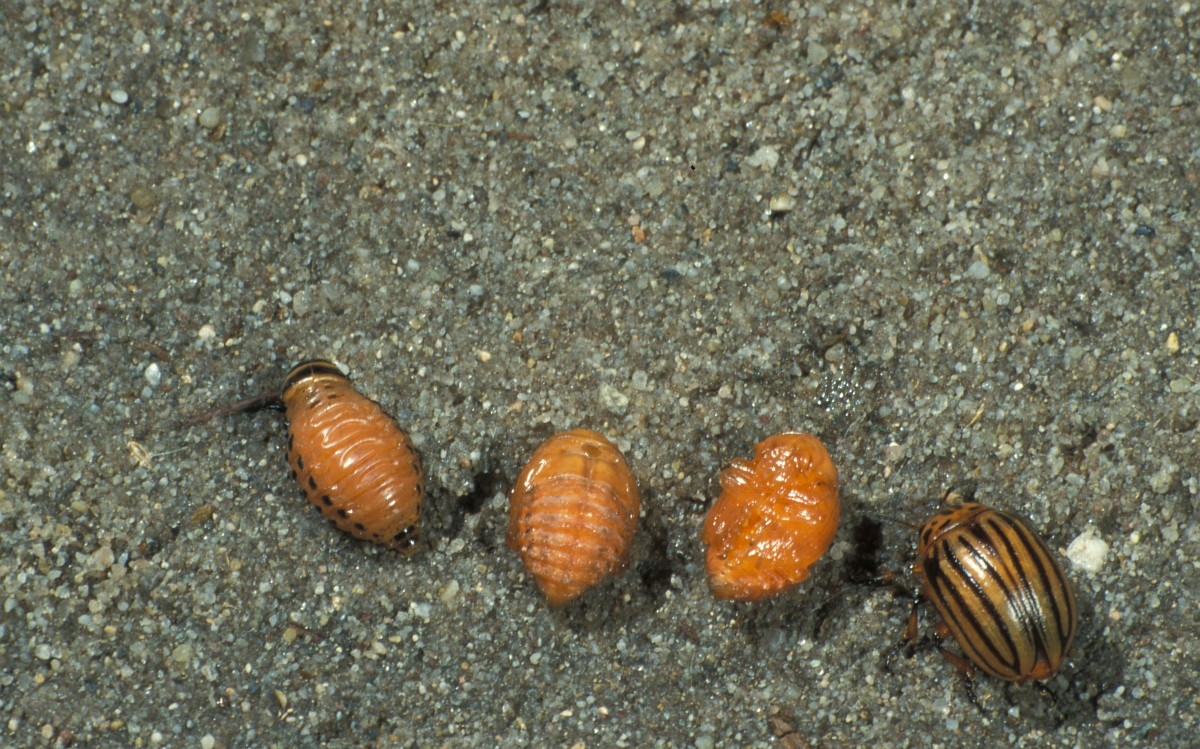Leptinotarsa decemlineata, Colorado Potato Beetle